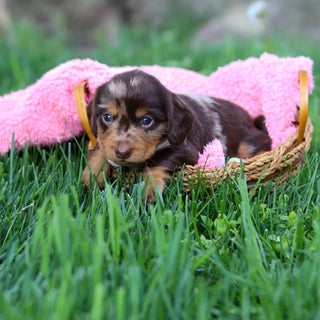 Darla - Available 6/5