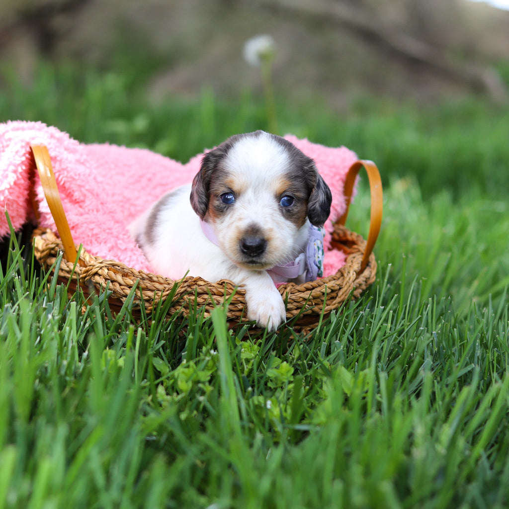 Dulce - Available 6/4