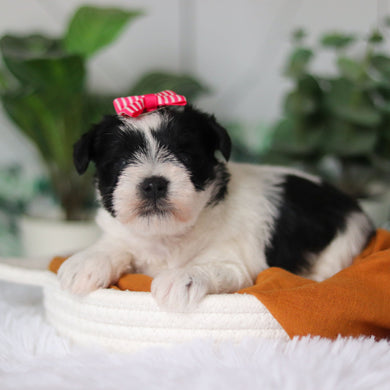 Trixie - Available 4/9