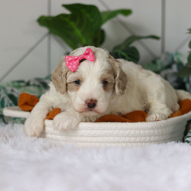 Coast - Available 4/9