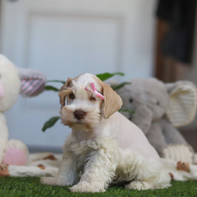 Tuffy - Available 4/9