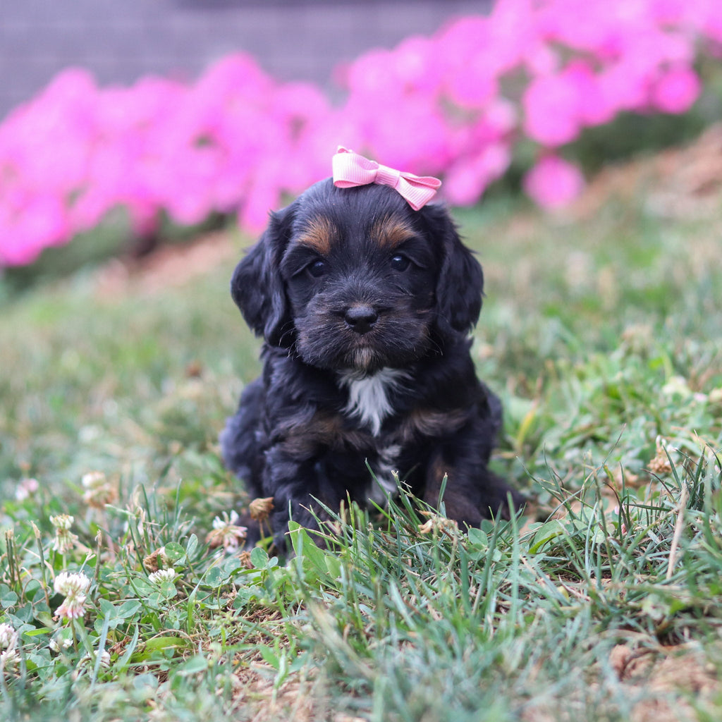 Primrose - Available 8/20
