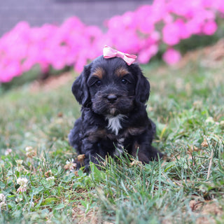 Primrose - Available 8/20