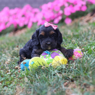 Primrose - Available 8/20