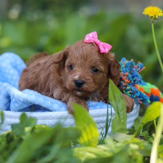 Birdie - Available 7/9