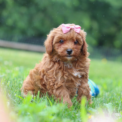 Birdie - Available 7/9