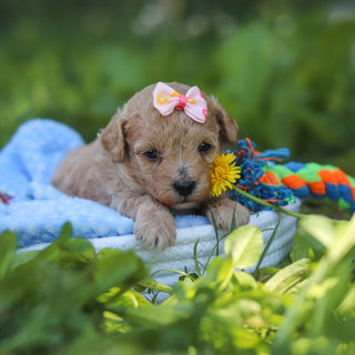 Blanche - Available 7/9
