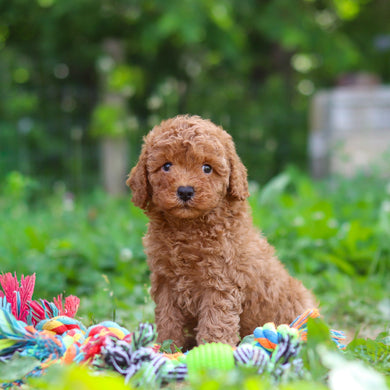Tawny - Available 6/25