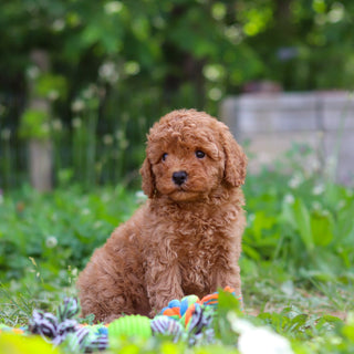 Tawny - Available Now