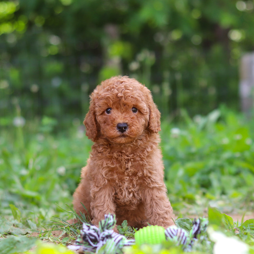 Tawny - Available Now