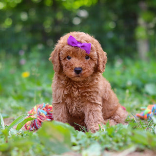 Tawny - Available Now