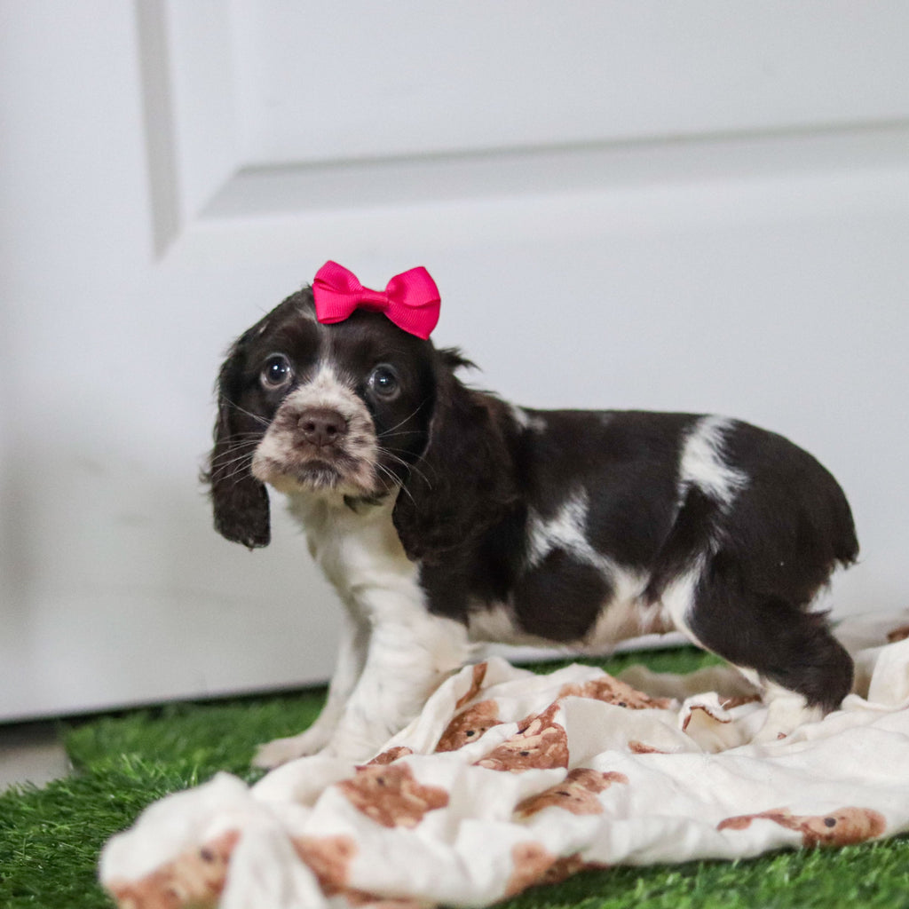 Birdie *PRE-TRAINED* - Available 11/23