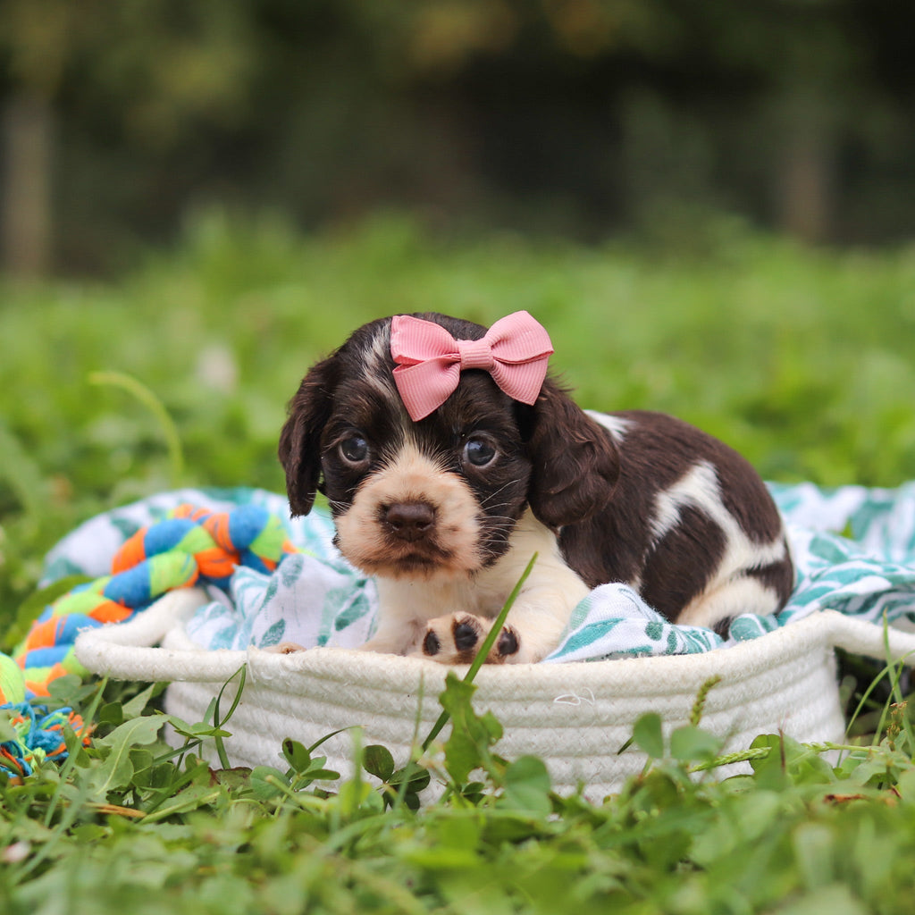 Birdie *PRE-TRAINED* - Available 11/23