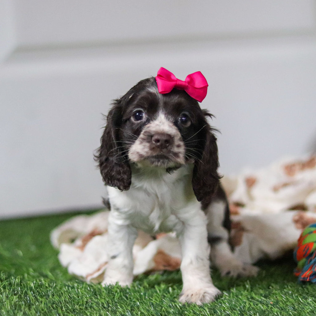 Birdie *PRE-TRAINED* - Available 11/23