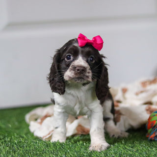 Birdie *PRE-TRAINED* - Available 11/23