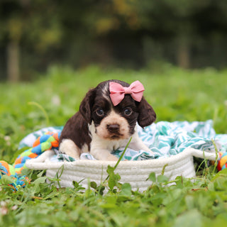 Birdie *PRE-TRAINED* - Available 11/23