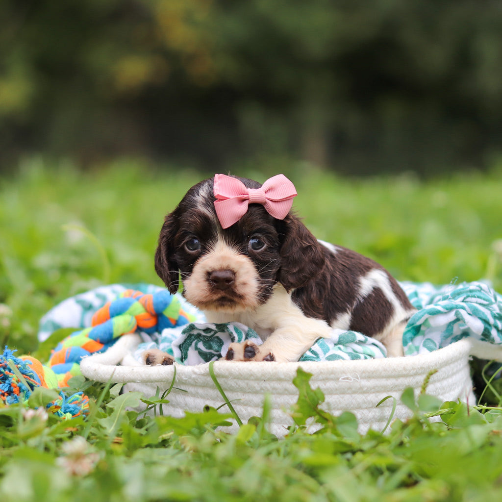Birdie *PRE-TRAINED* - Available 11/23
