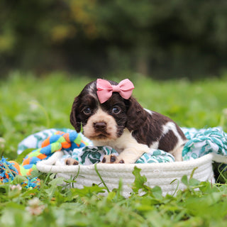 Birdie *PRE-TRAINED* - Available 11/23