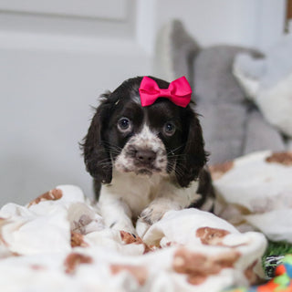 Birdie *PRE-TRAINED* - Available 11/23