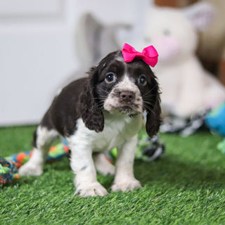 Birdie *PRE-TRAINED* - Available 11/23