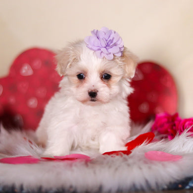 Valentina - Available 2/25