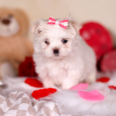 Katie - Available 3/5