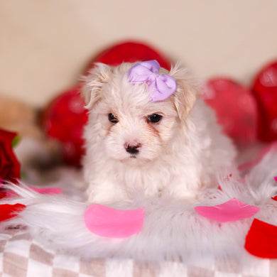 Elizabeth - Available 3/5