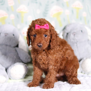 Birdie - Available 3/5