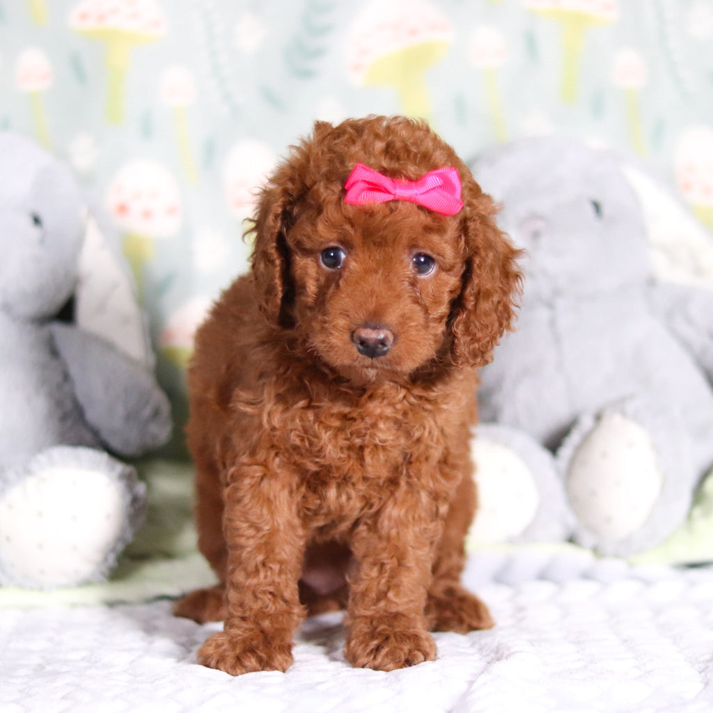 Birdie - Available 3/5