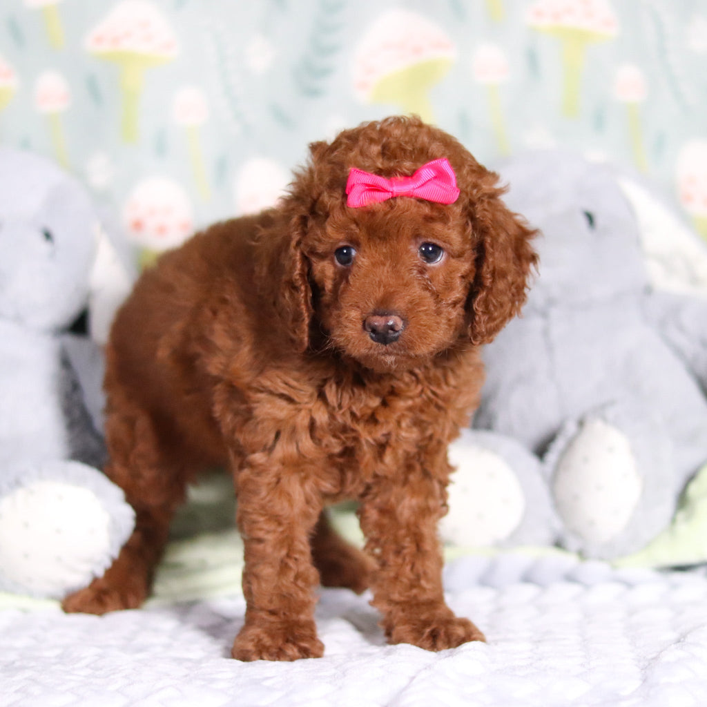 Birdie - Available 3/5