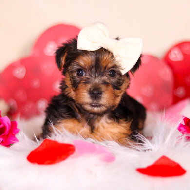 Daisy - Available Now