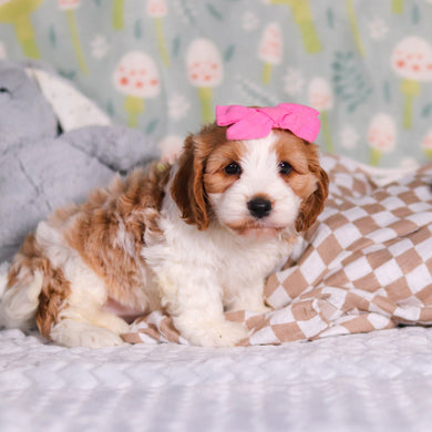 Ryla - Available 3/12