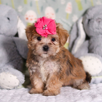 Pearl - Available 3/12