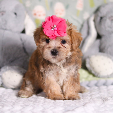 Pearl - Available 3/12