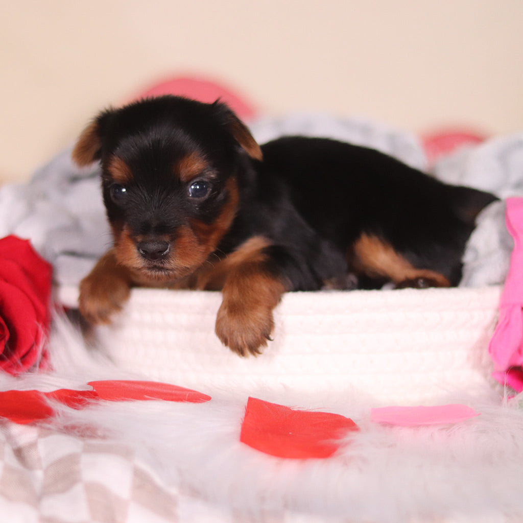 Lola - Available 3/19