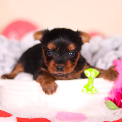 Lyric - Available 3/19