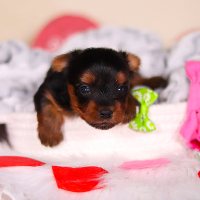 Lyric - Available 3/19