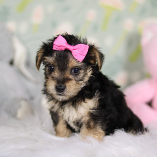 Adeline - Available 3/26