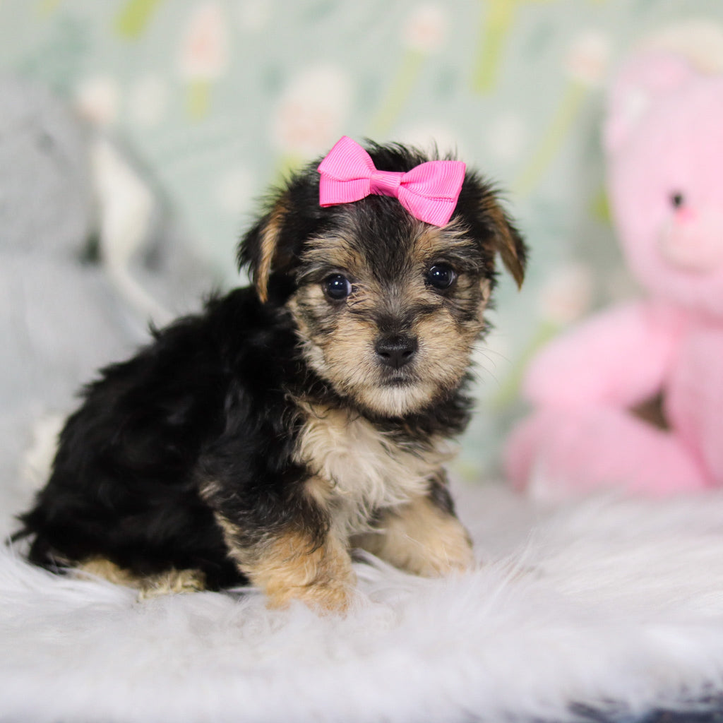 Adeline - Available 3/26