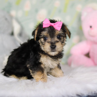 Adeline - Available 3/26