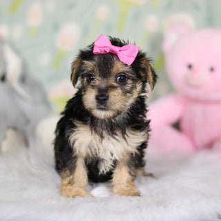 Adeline - Available 3/26