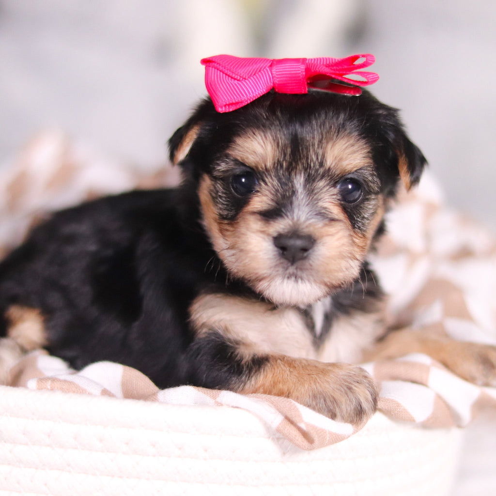 Ariana - Available 3/26