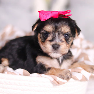 Ariana - Available 3/26