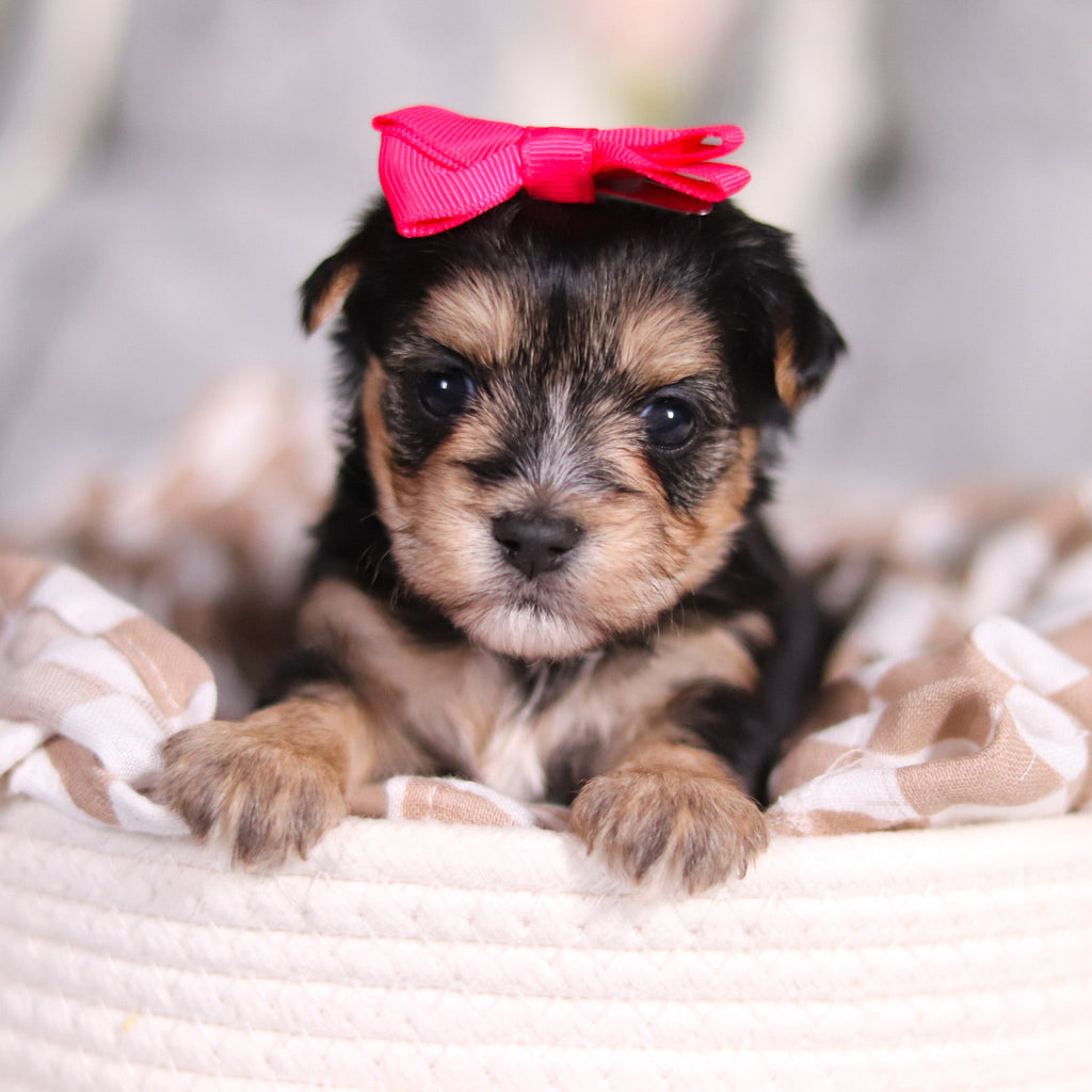 Ariana - Available 3/26