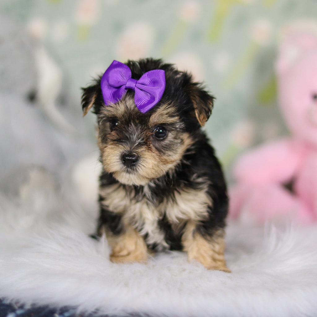 Ariana - Available 3/26