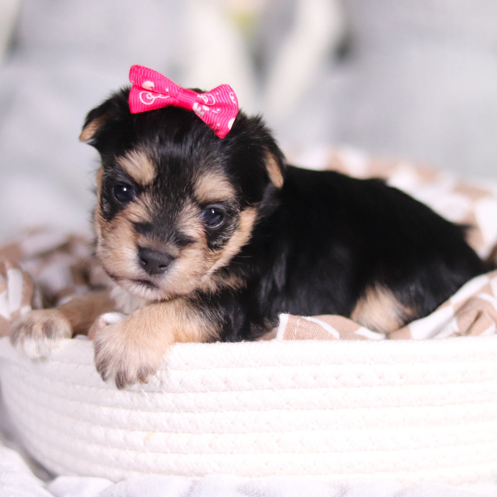 Autumn - Available 3/26