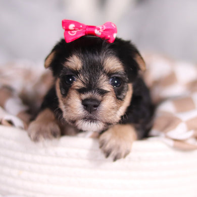 Autumn - Available 3/26