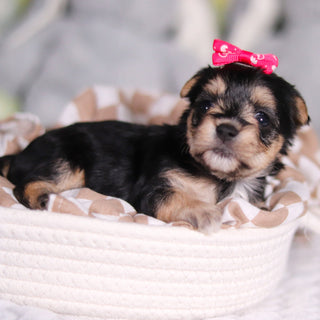 Autumn - Available 3/26