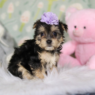 Autumn - Available 3/26