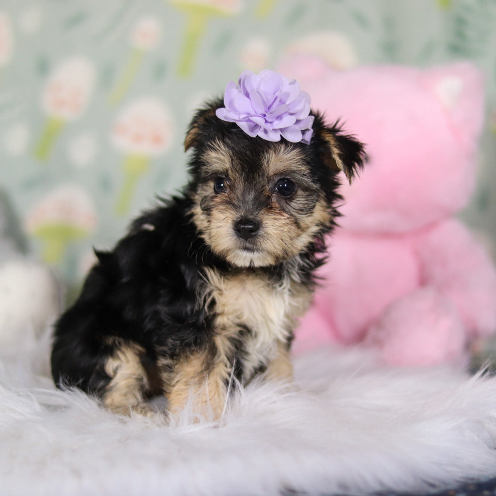 Autumn - Available 3/26